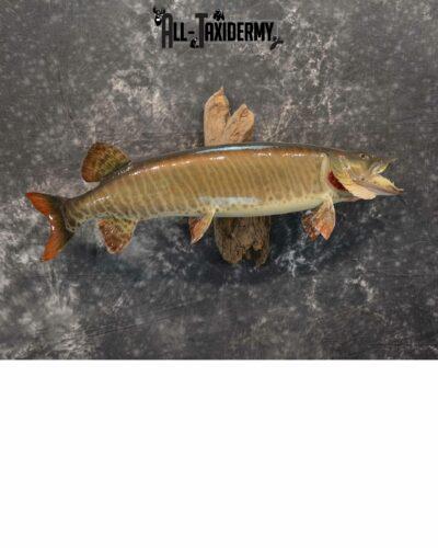 Musky Taxidermy mount for Sale SKU 1126