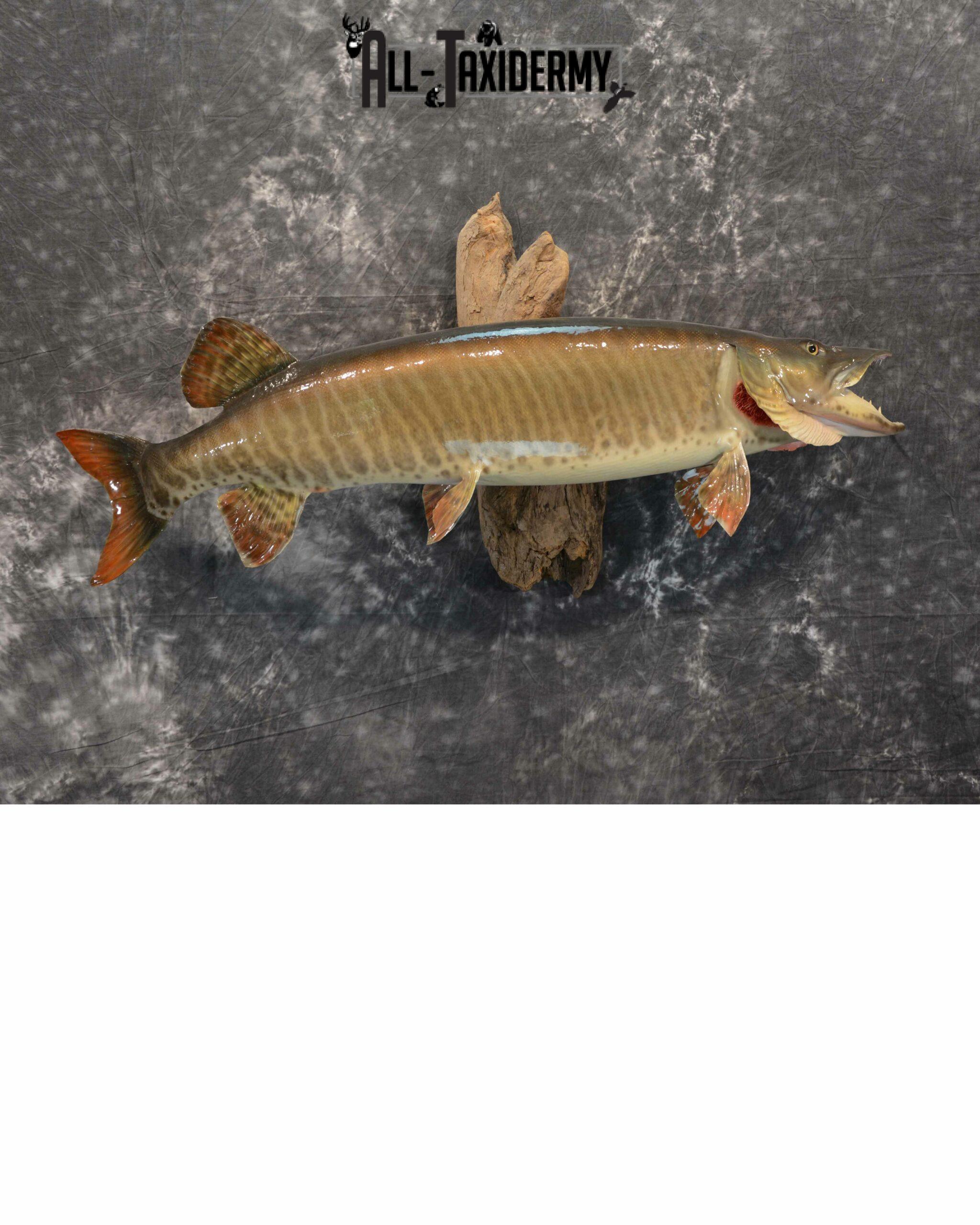 Musky Taxidermy mount for Sale SKU 1126