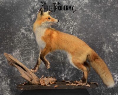 Red Fox Taxidermy for Sale SKU 1129