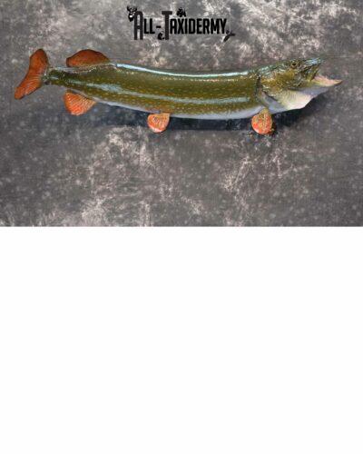 Northern Pike Taxidermy for Sale SKU 1132