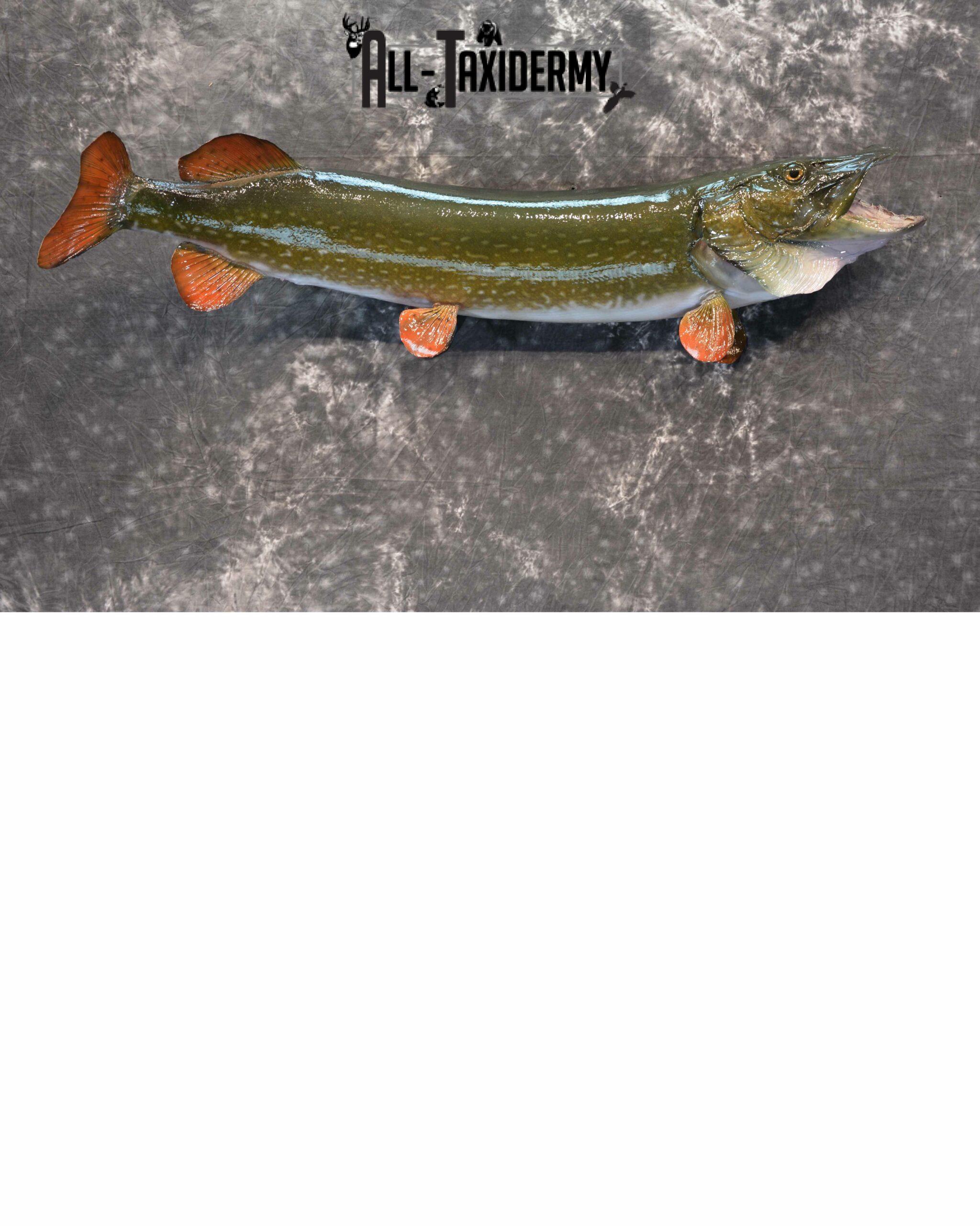 Northern Pike Taxidermy for Sale SKU 1132