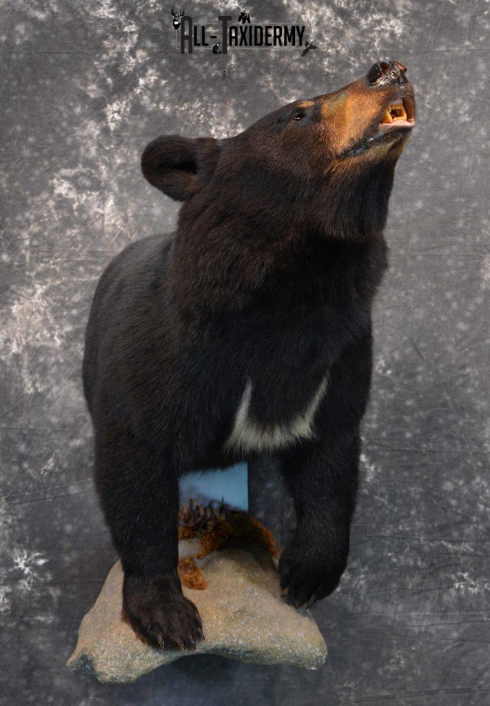 white bear taxidermy