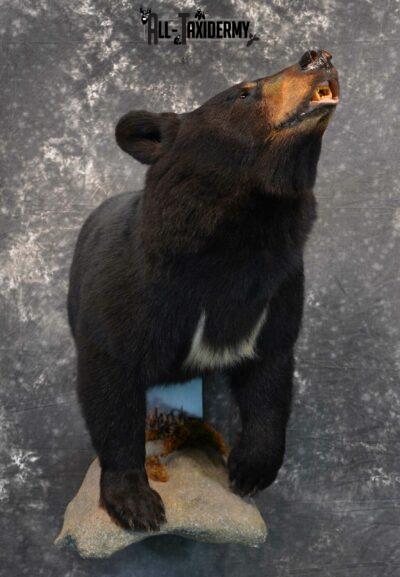 Black Bear Taxidermy for Sale SKU 1133