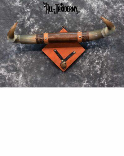 Longhorn bull taxidermy for sale SKU 1134