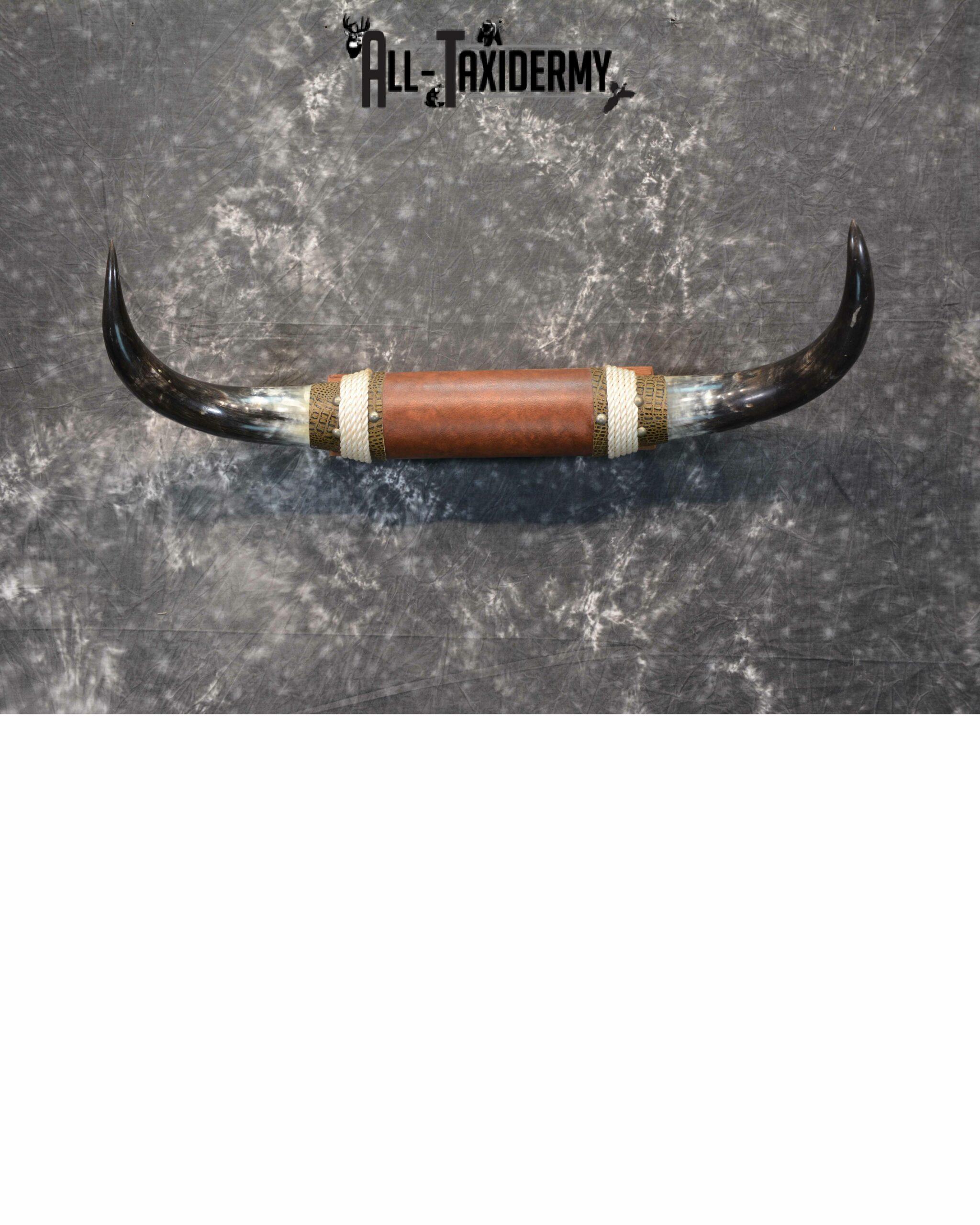 Longhorn bull taxidermy for sale SKU 1135