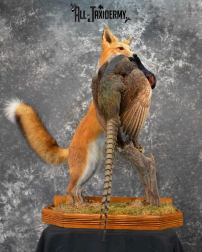 Red Fox holding Pheasant taxidermy for sale SKU 1137