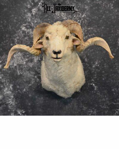 Rambouillet Hybrid Sheep cross Taxidermy for Sale SKU 1140