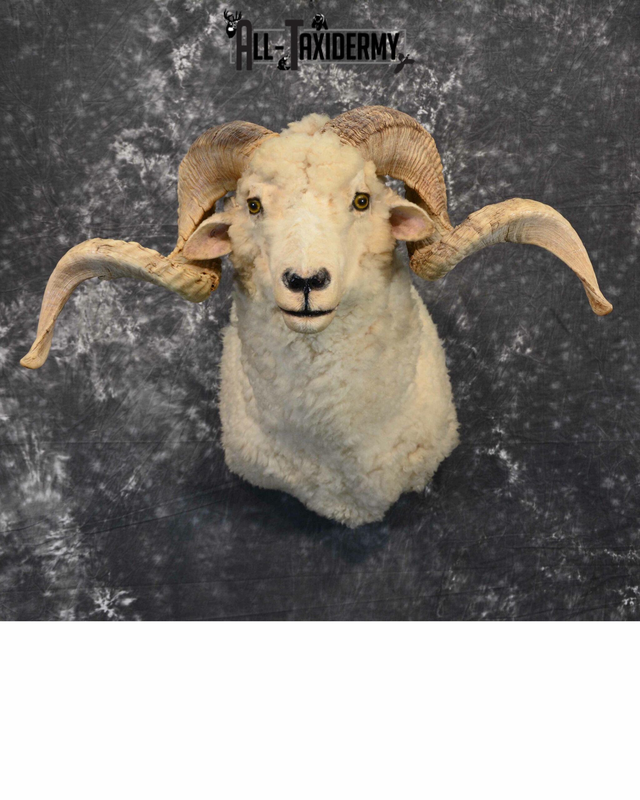 Rambouillet Hybrid Sheep cross Taxidermy for Sale SKU 1140