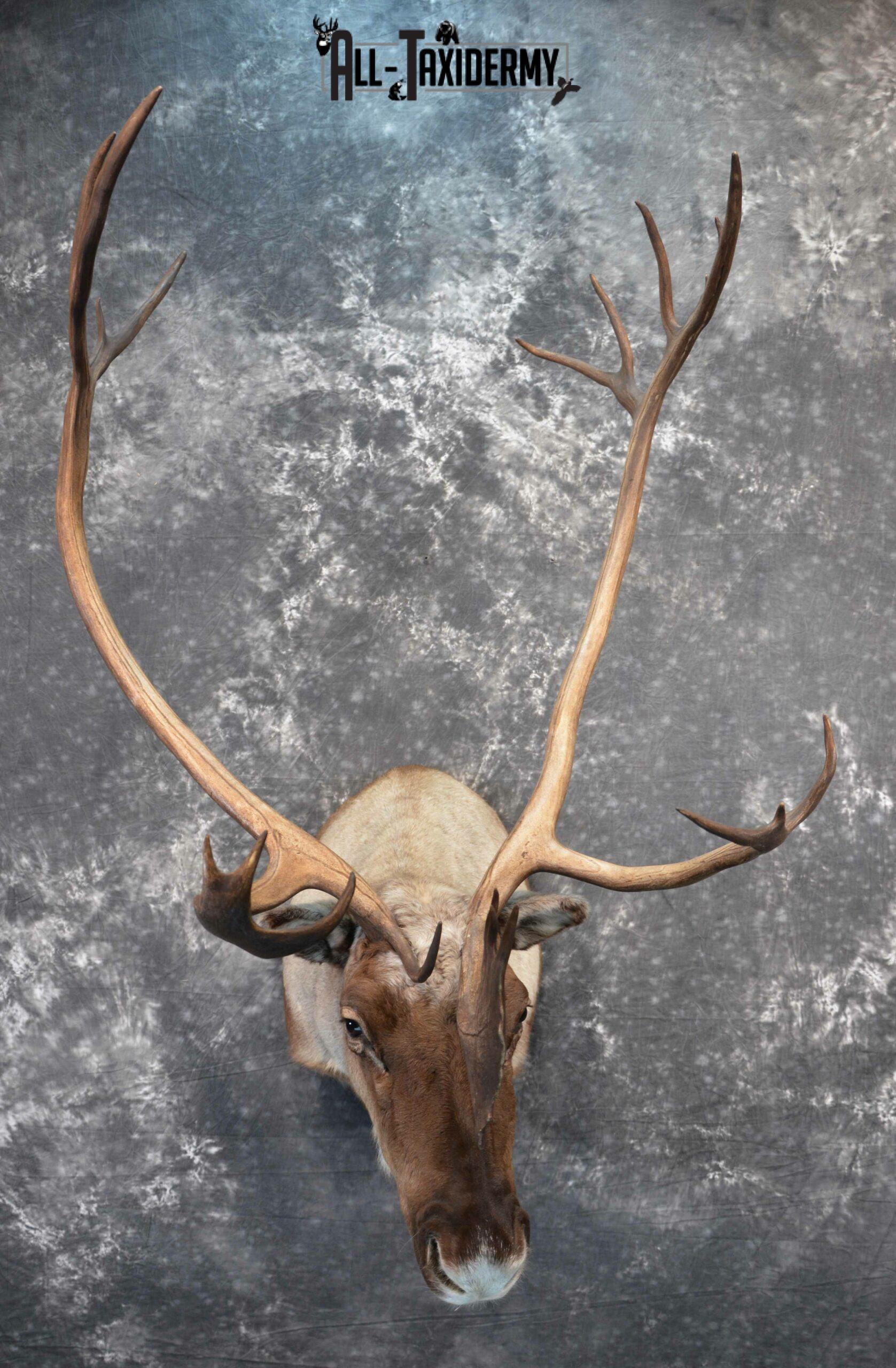 Barren-Ground Caribou Taxidermy for sale SKU 1141 - Image 2