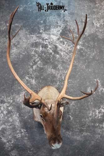 Caribou Shoulder Mount