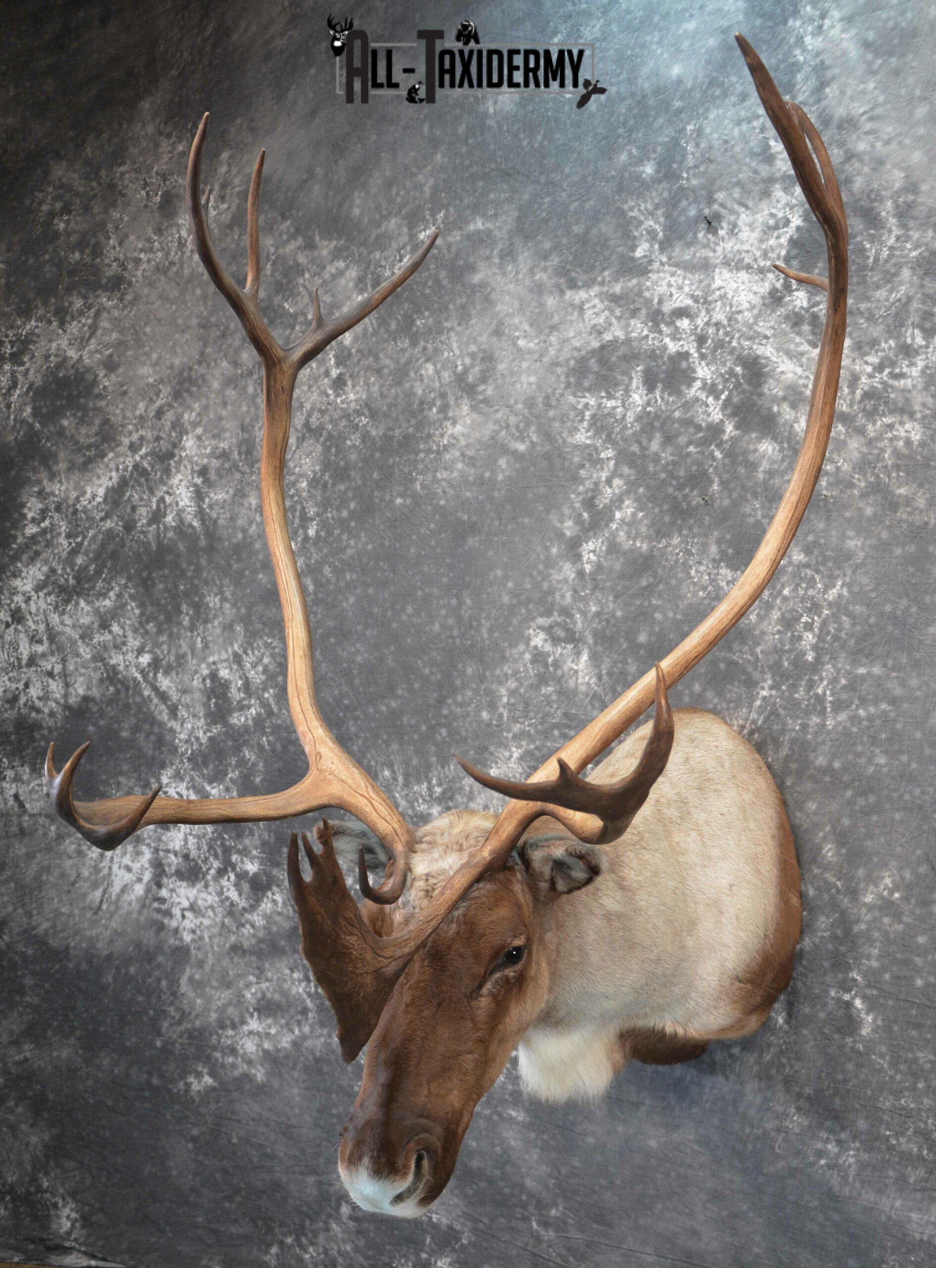 Barren-Ground Caribou Taxidermy for sale SKU 1141 - Image 3