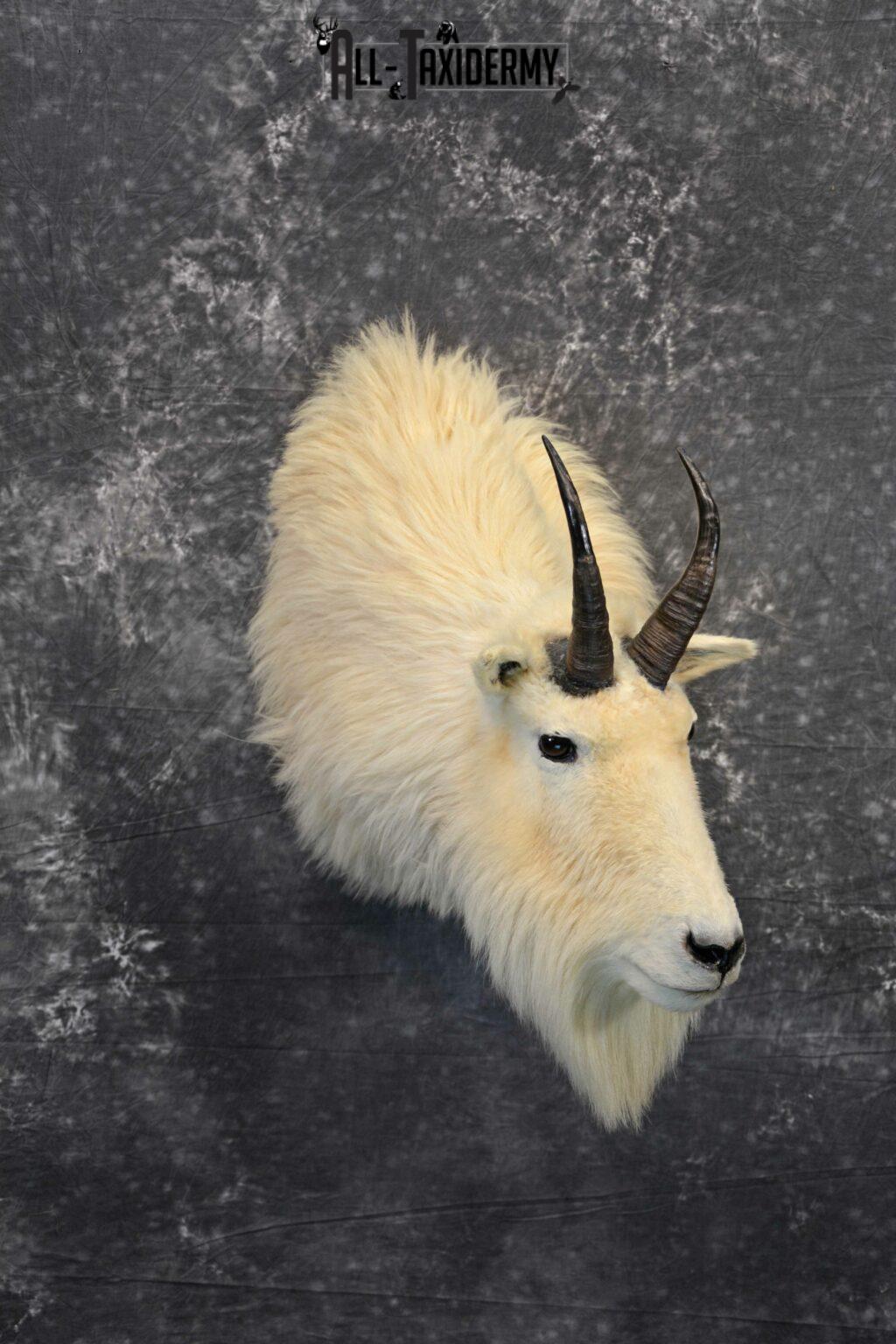 Mountain Goat Taxidermy for Sale SKU 1142