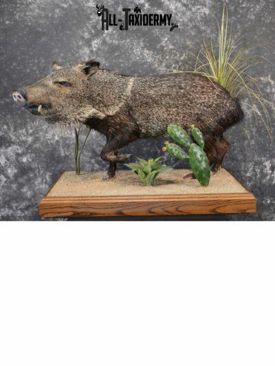 Collared Peccory Taxidermy for Sale SKU 1143