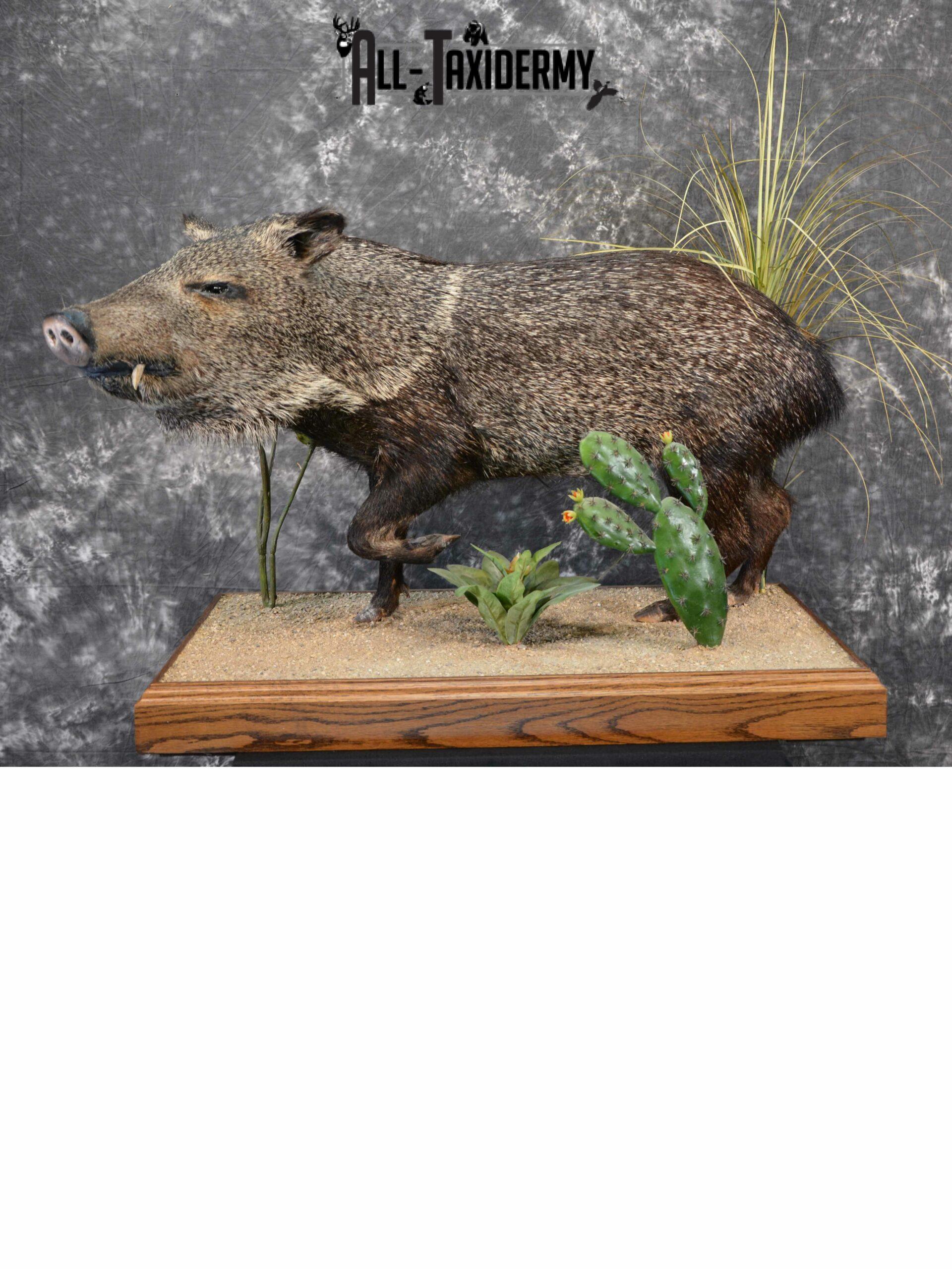 Collared Peccory Taxidermy for Sale SKU 1143