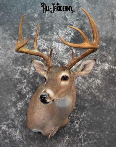 Whitetail Deer Taxidermy for sale SKU 1144