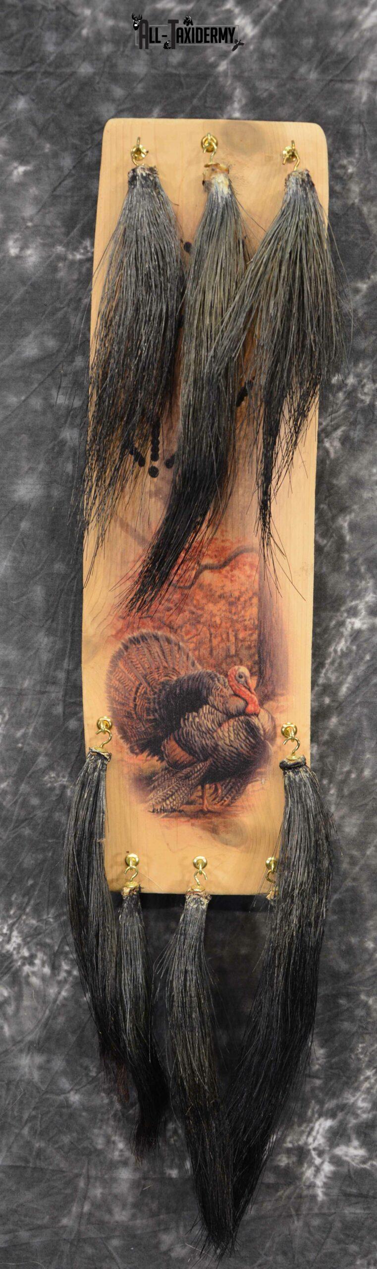 8 Turkey Beards and Display Taxidermy for Sale SKU 1145 - Image 2