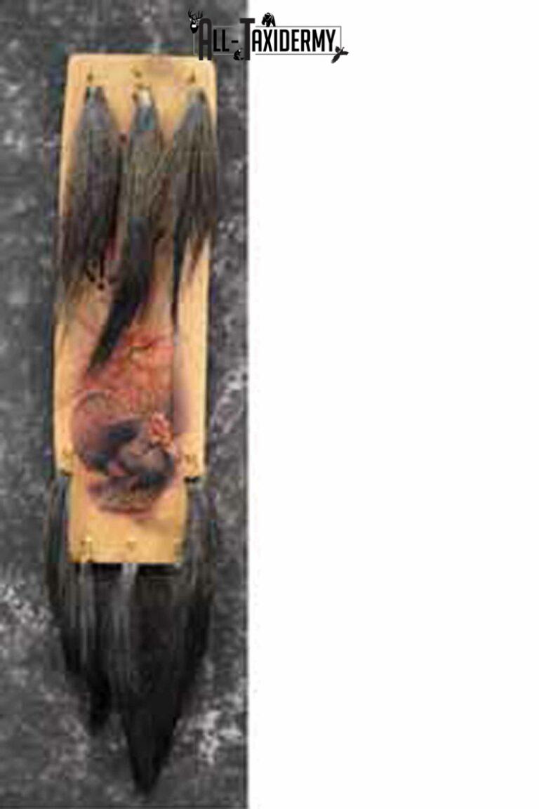 8 Turkey Beards and Display Taxidermy for Sale SKU 1145 All Taxidermy