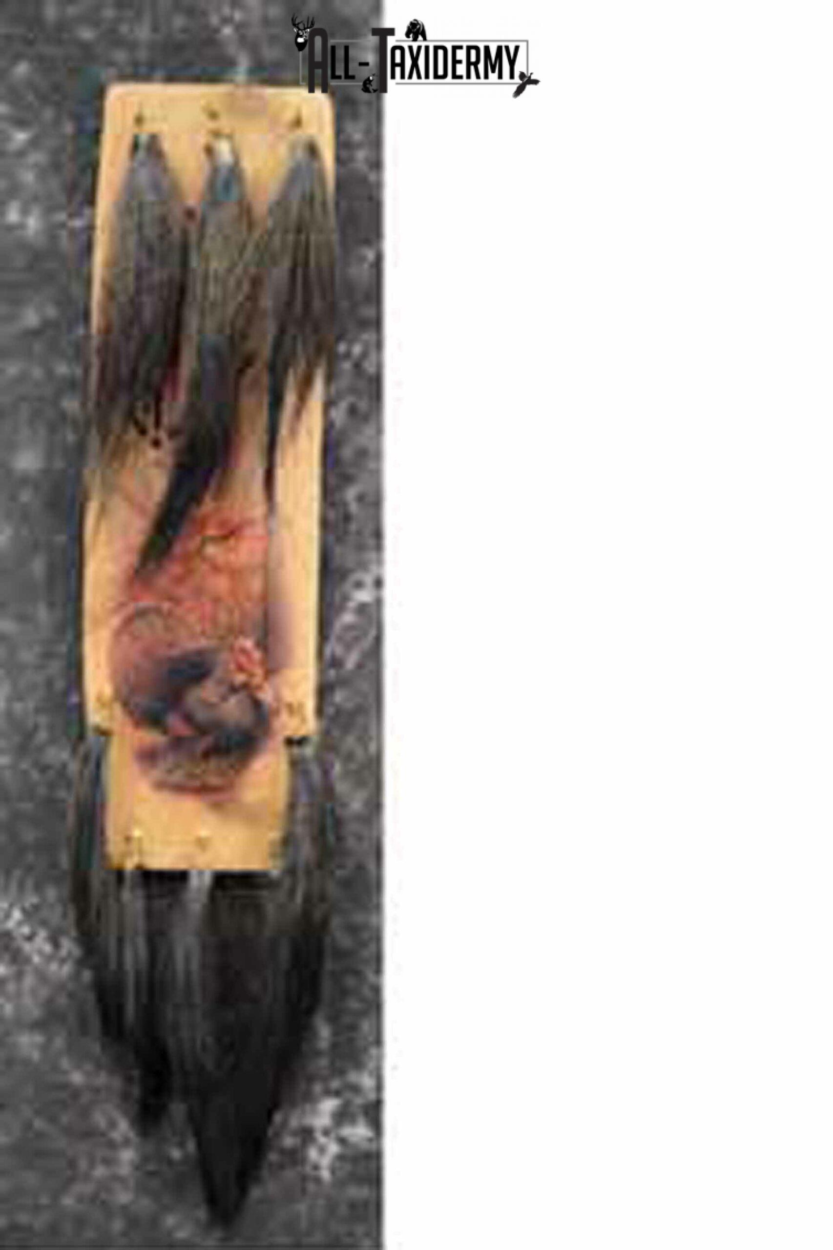 8 Turkey Beards and Display Taxidermy for Sale SKU 1145