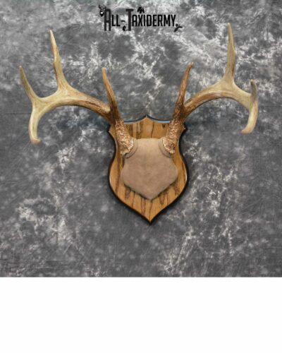 Whitetail Deer Taxidermy for sale SKU 1146