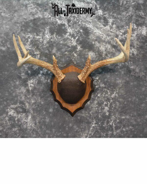 Whitetail Deer Taxidermy Mount for Sale SKU 1147