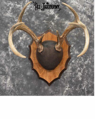 Whitetail Deer Antler Plaque for Sale SKU 1148