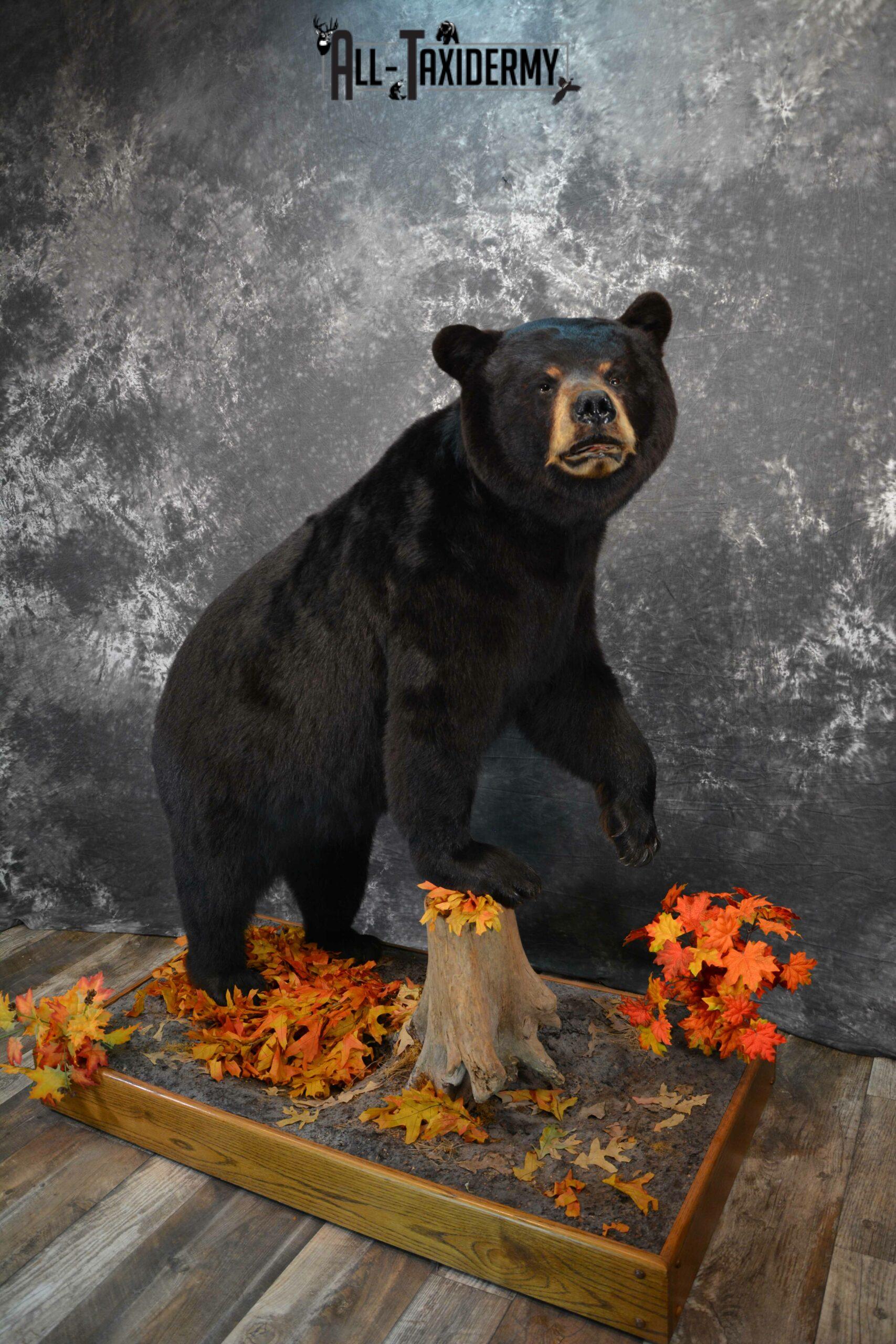 Black Bear Taxidermy mount for Sale SKU 1150