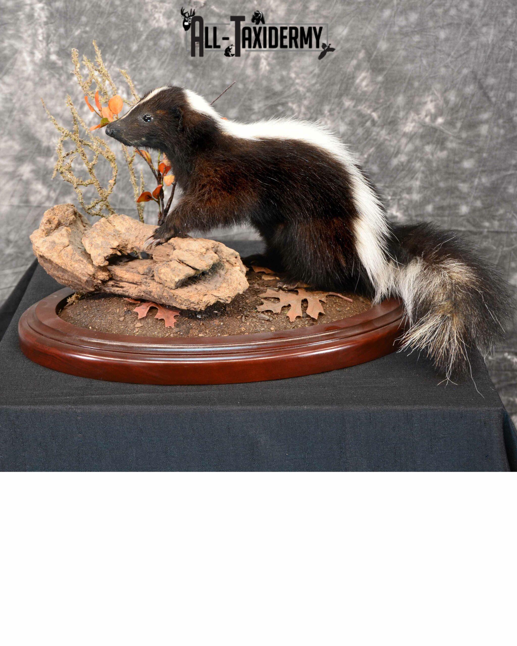 Skunk Taxidermy for Sale SKU 1166