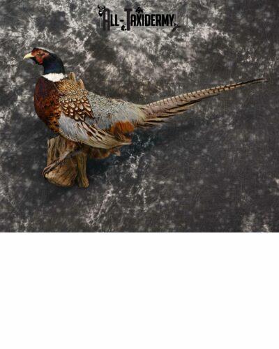 Ring-Necked Pheasant for Sale SKU 1167