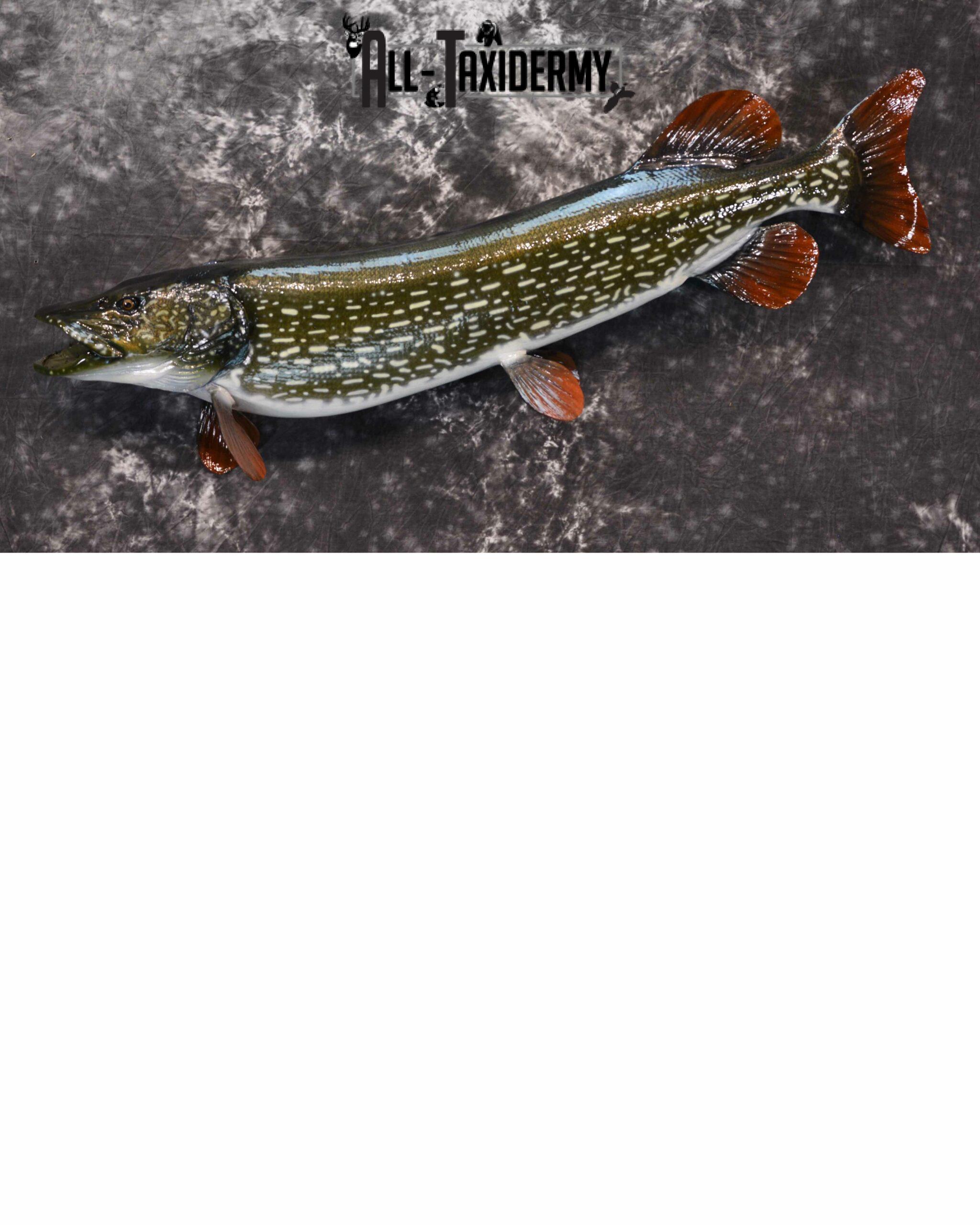Northern Pike Taxidermy for Sale SKU 1168