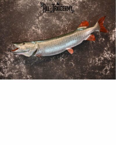Musky Taxidermy for Sale SKU 1170