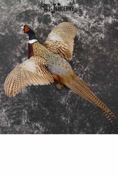 Ring-Necked Pheasant Taxidermy for Sale SKU 1171