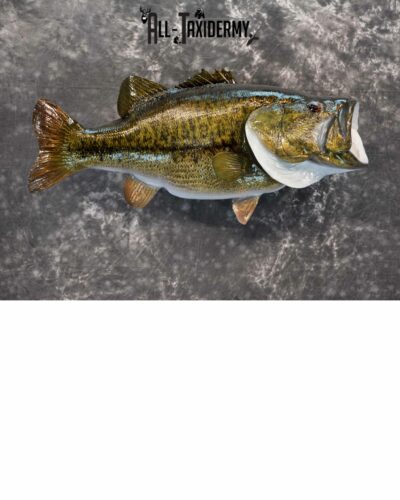 Largemouth Bass Taxidermy for Sale SKU 1172