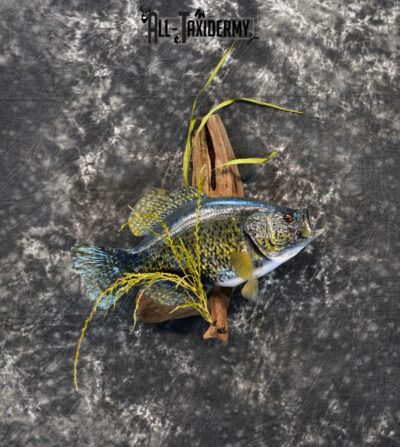 Black Crappie reproduction taxidermy for sale SKU 1174