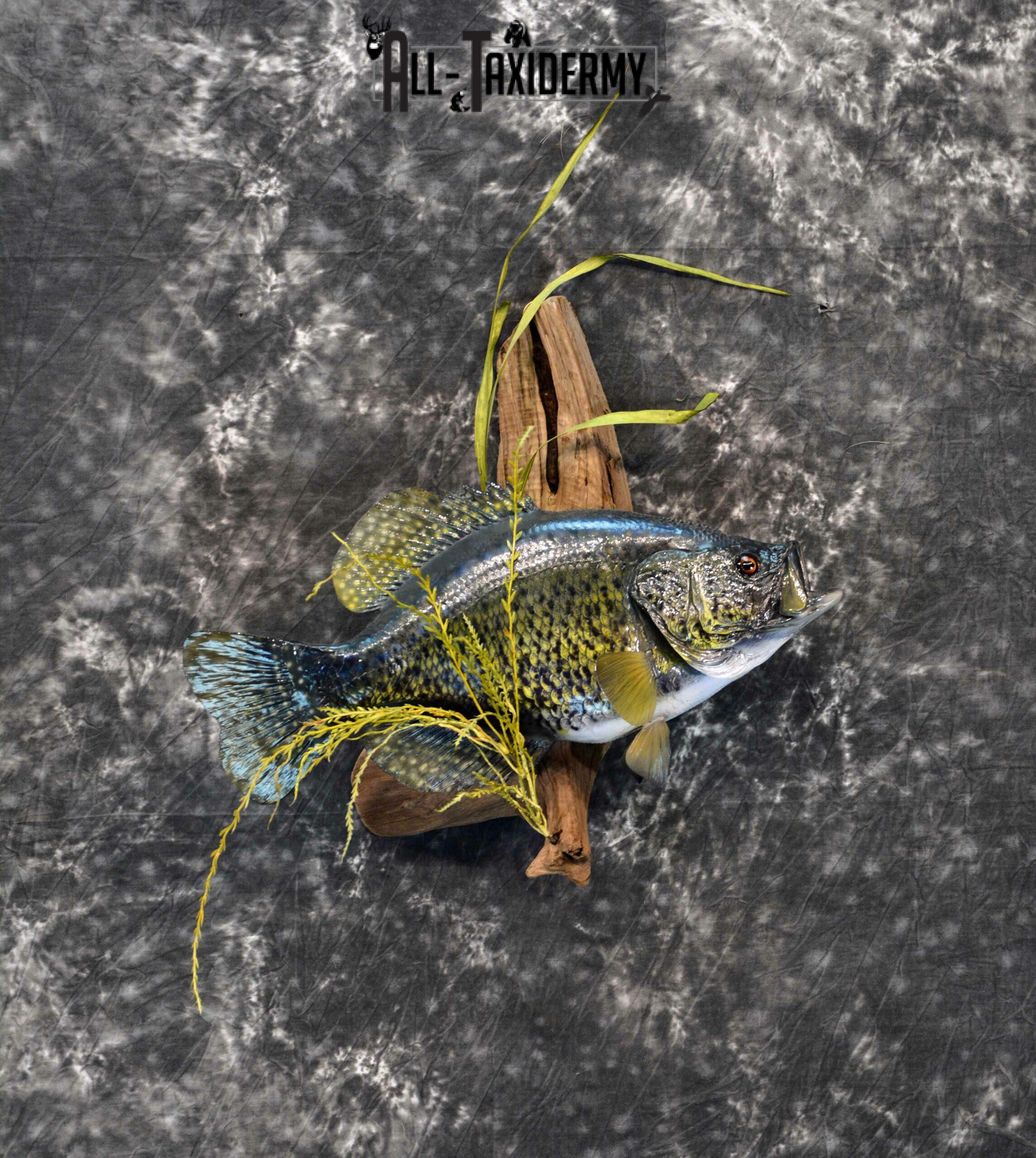 Black Crappie reproduction taxidermy for sale SKU 1174