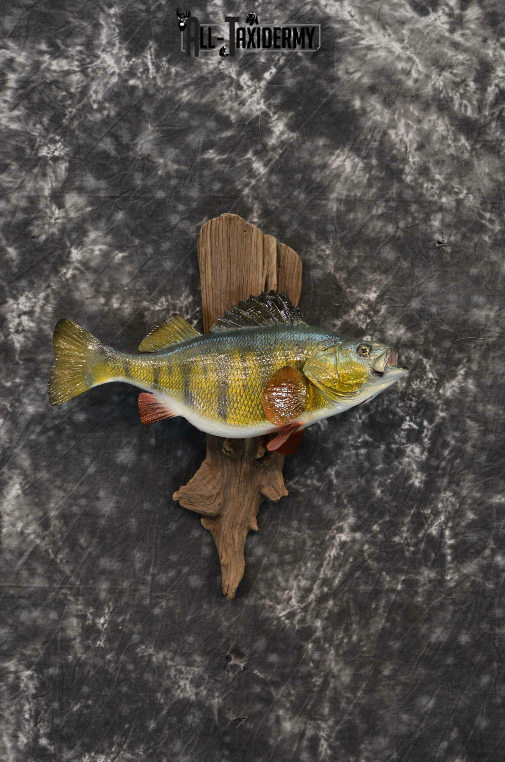Yellow Perch Reproduction Taxidermy for Sale SKU 1176