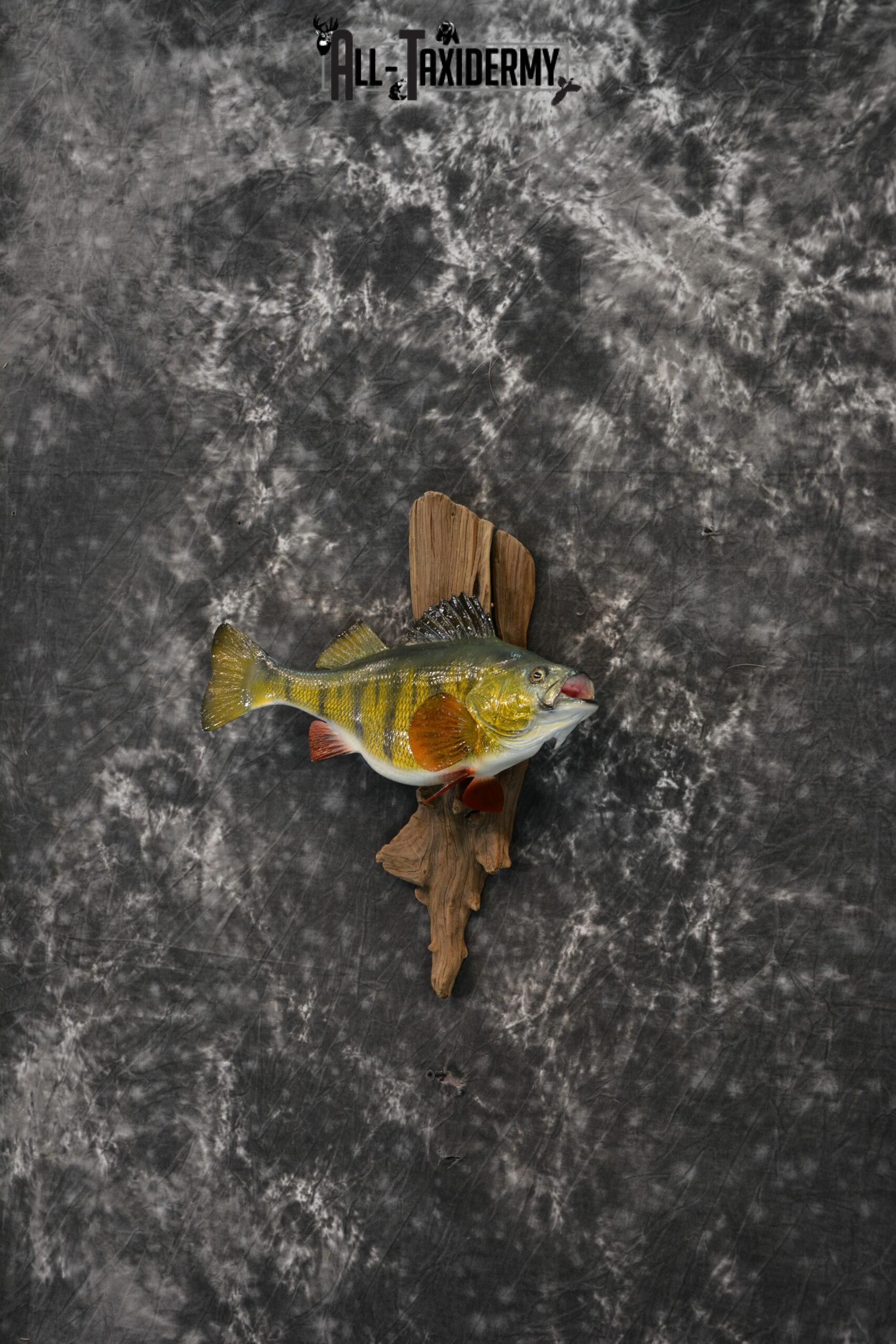 Yellow Perch Reproduction Taxidermy for Sale SKU 1176 - Image 4