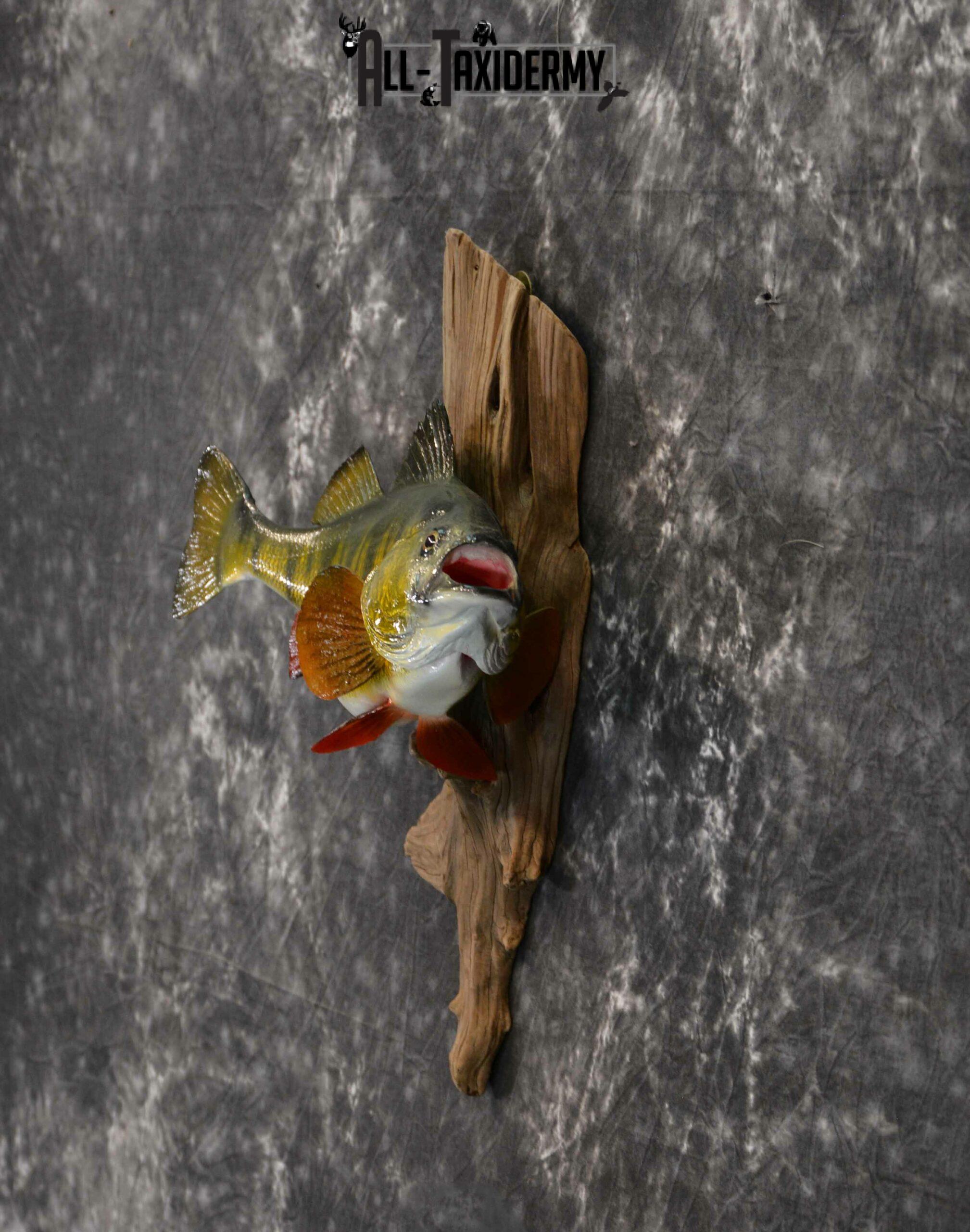 Yellow Perch Reproduction Taxidermy for Sale SKU 1176 - Image 2