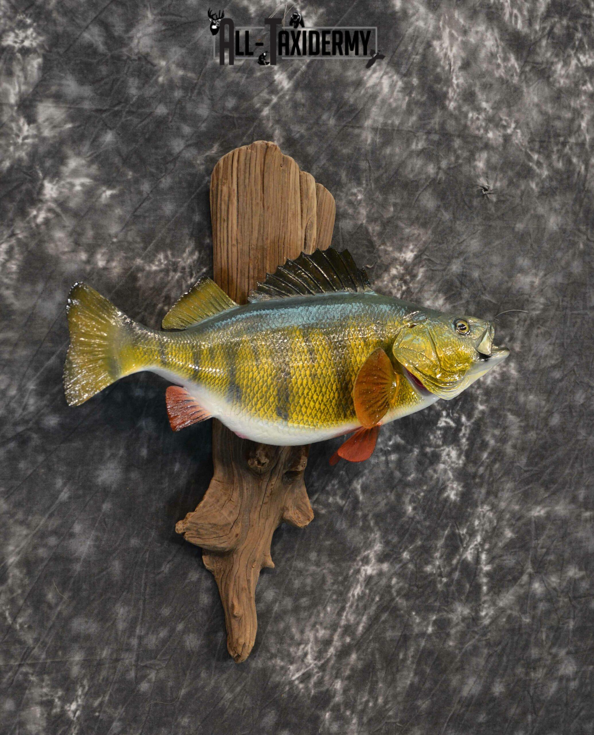 Yellow Perch Reproduction Taxidermy for Sale SKU 1176 - Image 5