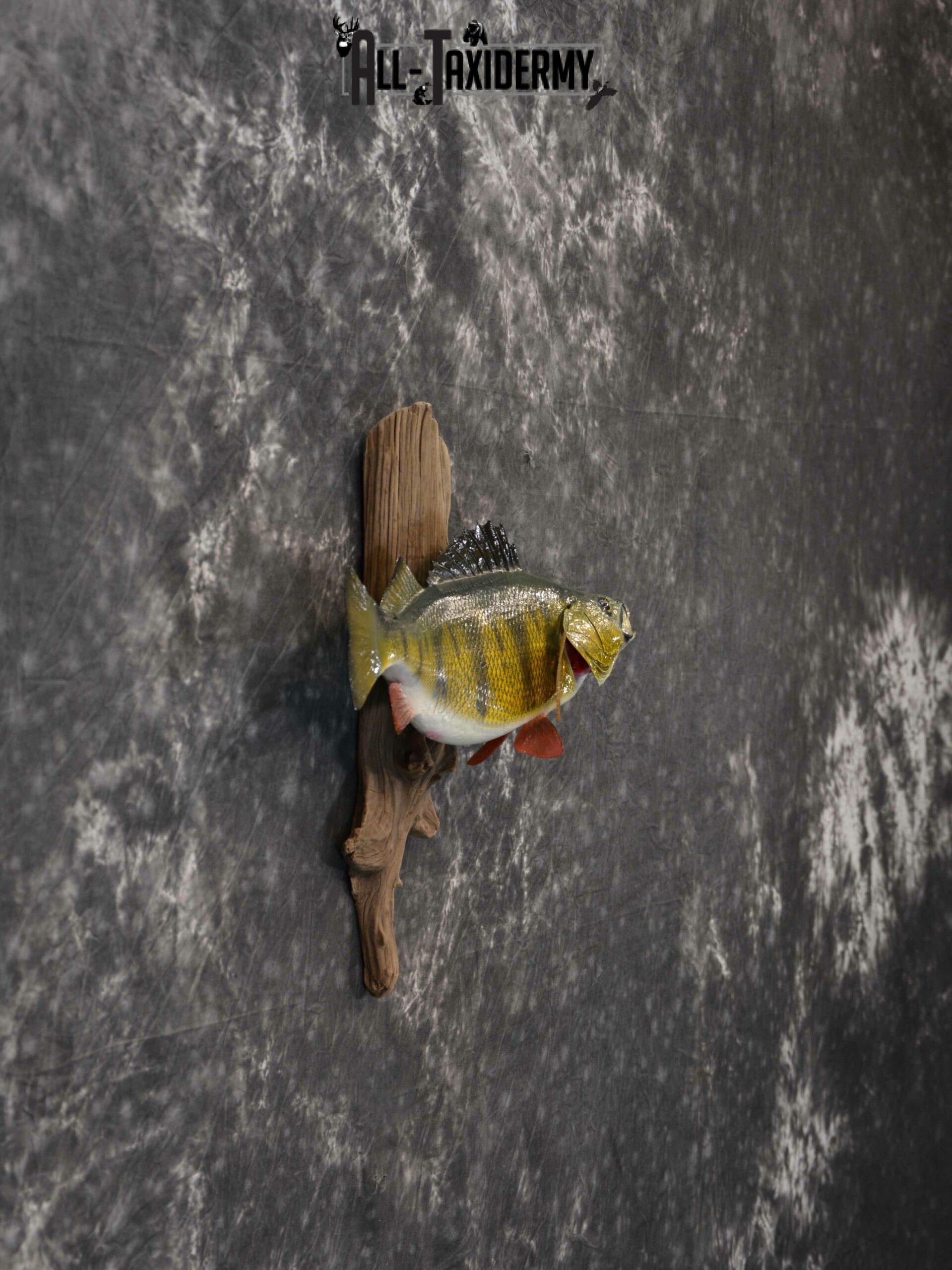 Yellow Perch Reproduction Taxidermy for Sale SKU 1176 - Image 3