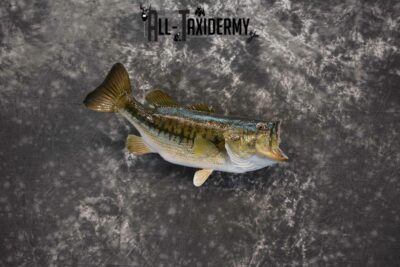 Largemouth Bass Taxidermy for Sale SKU 1177