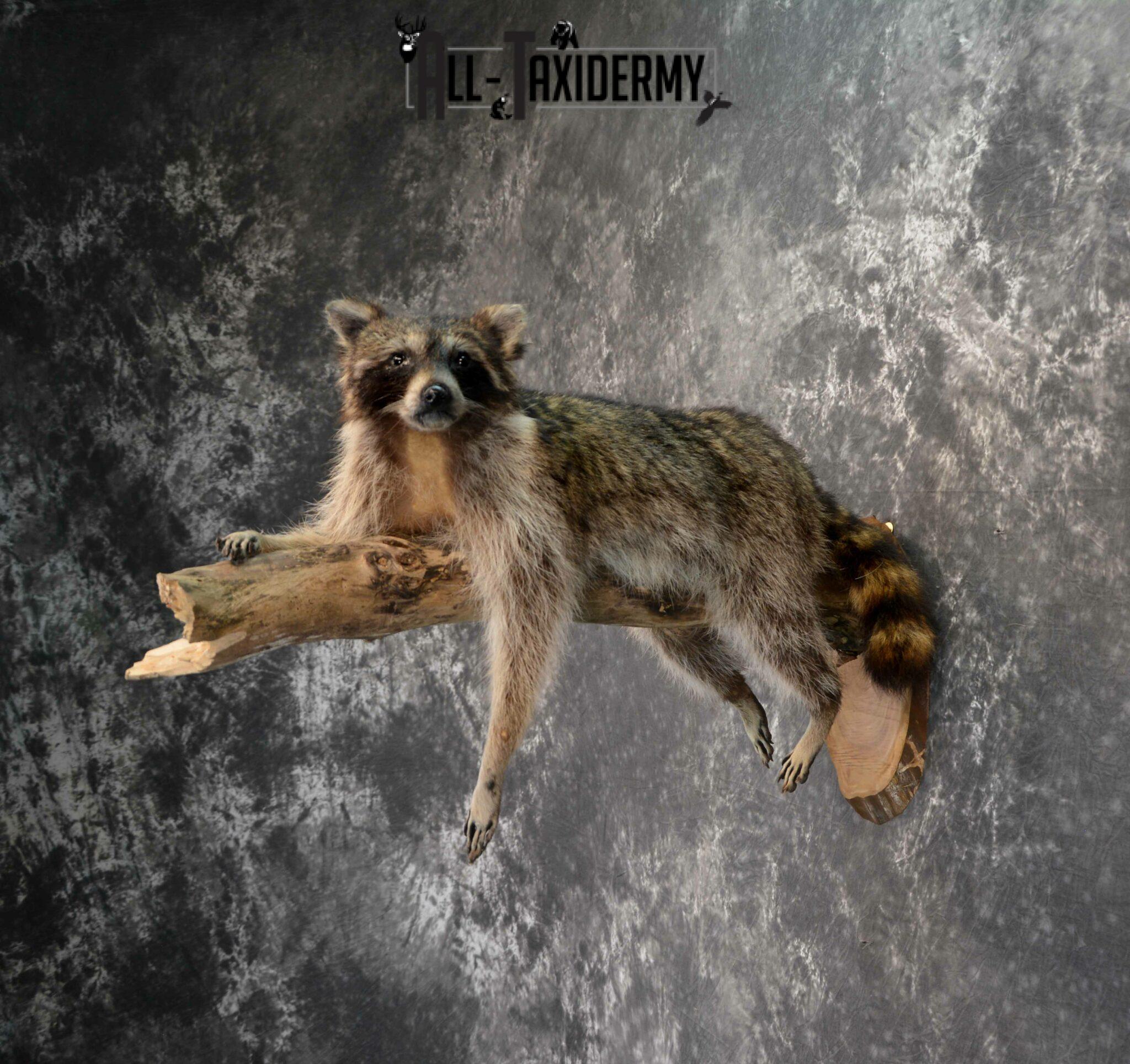 Raccoon Taxidermy for Sale SKU 1178 - All Taxidermy