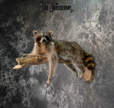 Raccoon Taxidermy for Sale SKU 1178