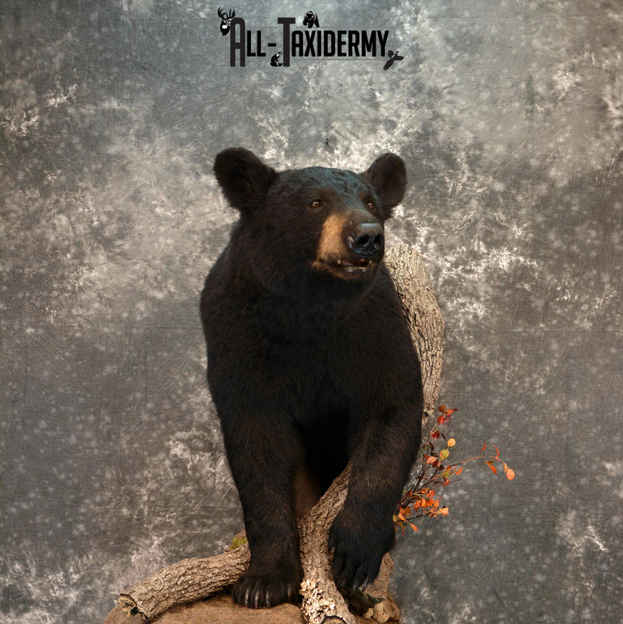 Black Bear Taxidermy mount for Sale SKU 1179