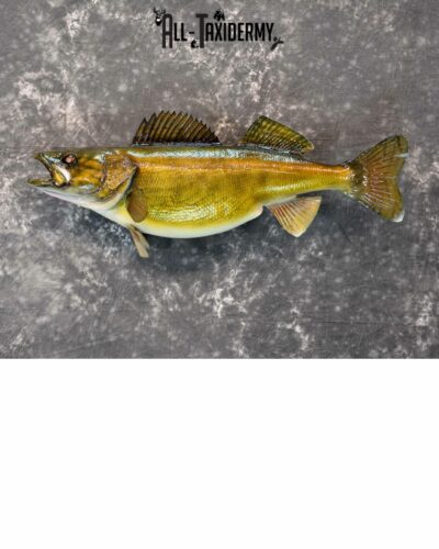 Walley Taxidermy for Sale SKU 1181