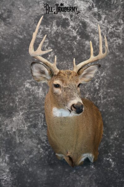 Whitetail Taxidermy Mount For Sale SKU 1182