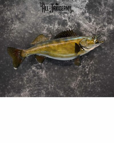 Walley Taxidermy for Sale SKU 1185