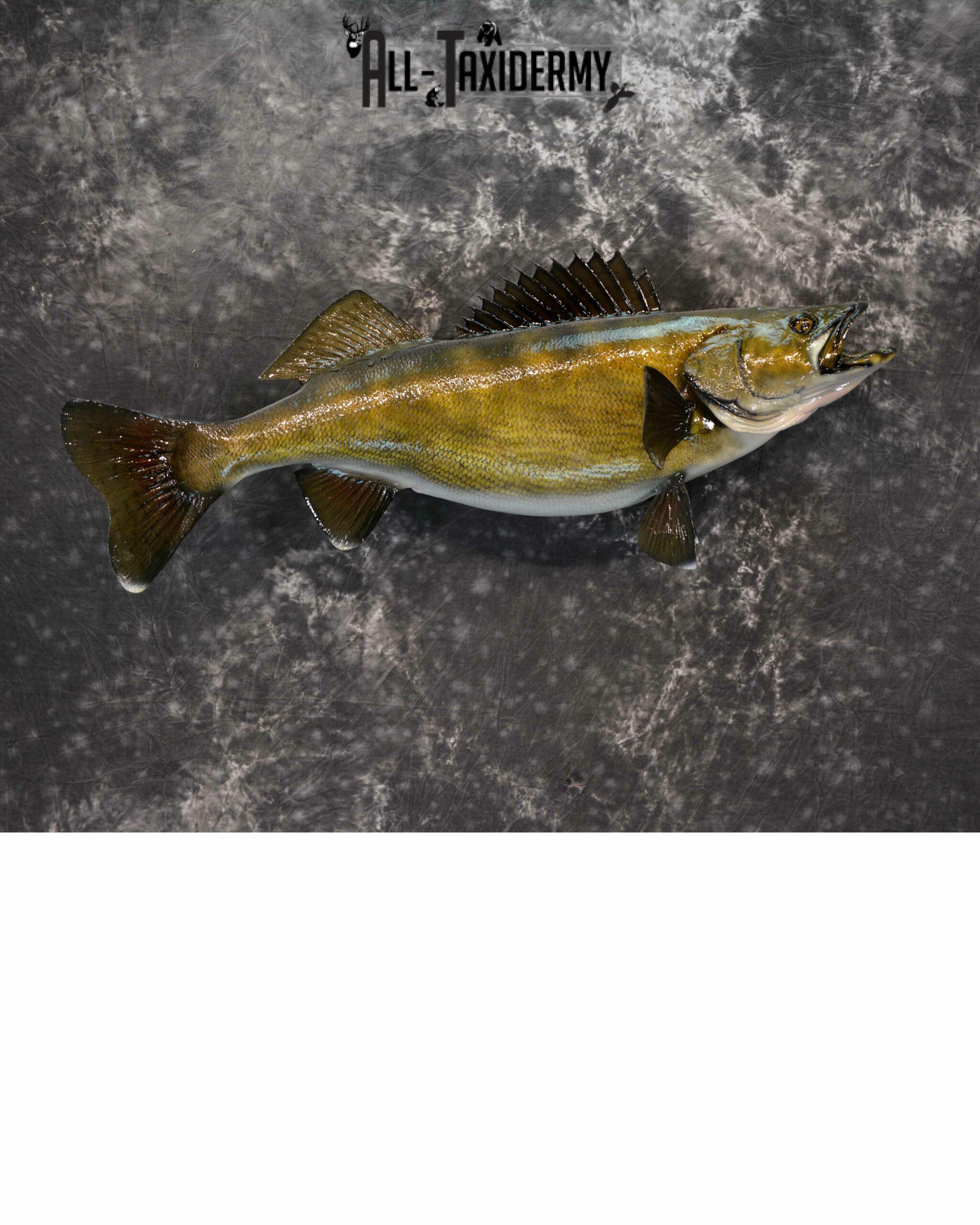 Walley Taxidermy for Sale SKU 1185