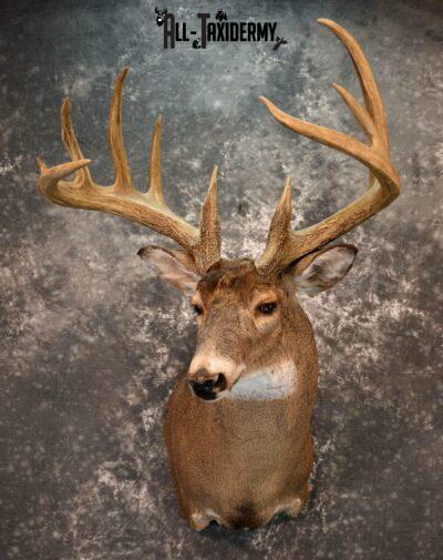 Whitetail Taxidermy Mount For Sale SKU 1186