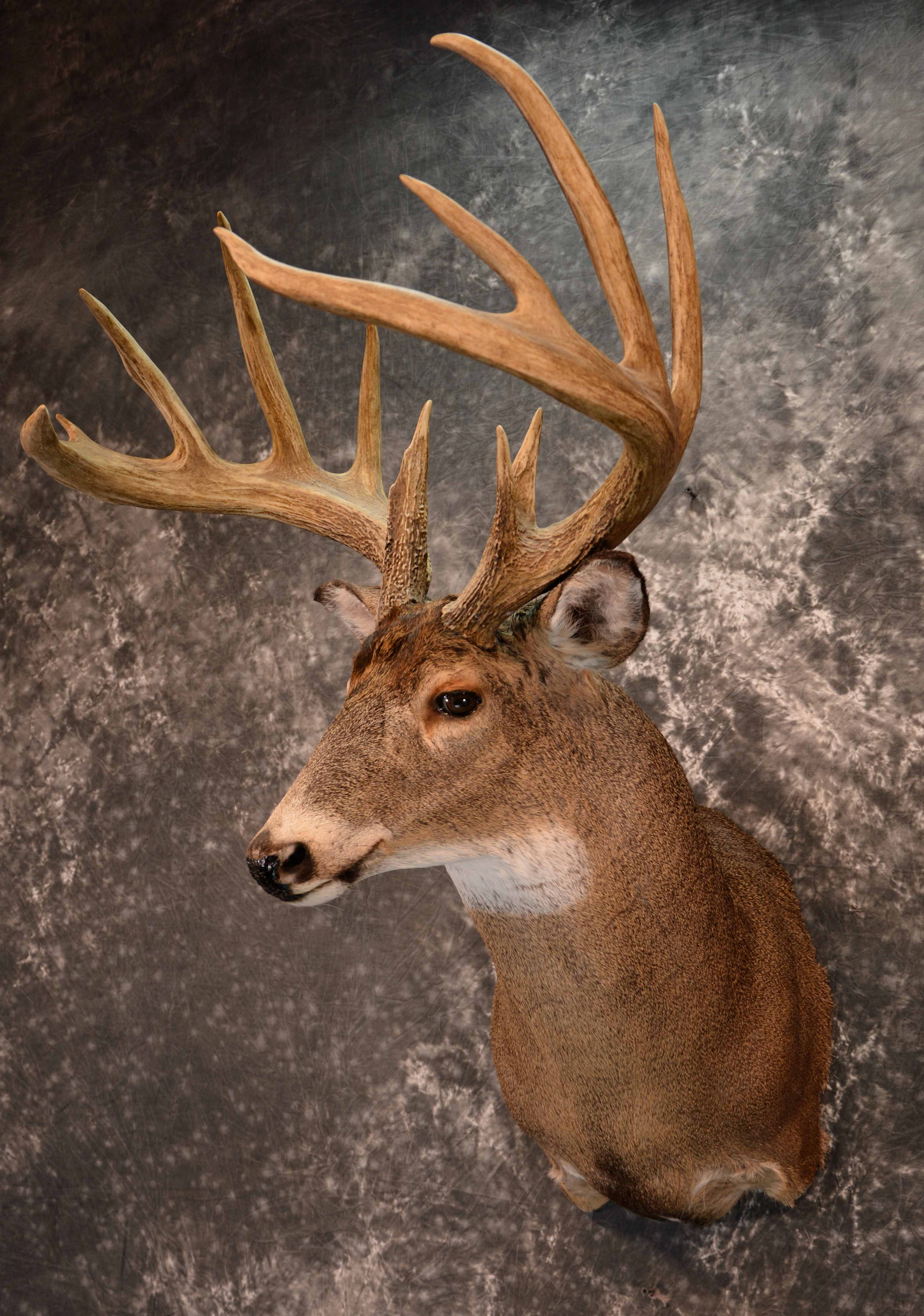 Whitetail Taxidermy Mount For Sale SKU 1186 - All Taxidermy