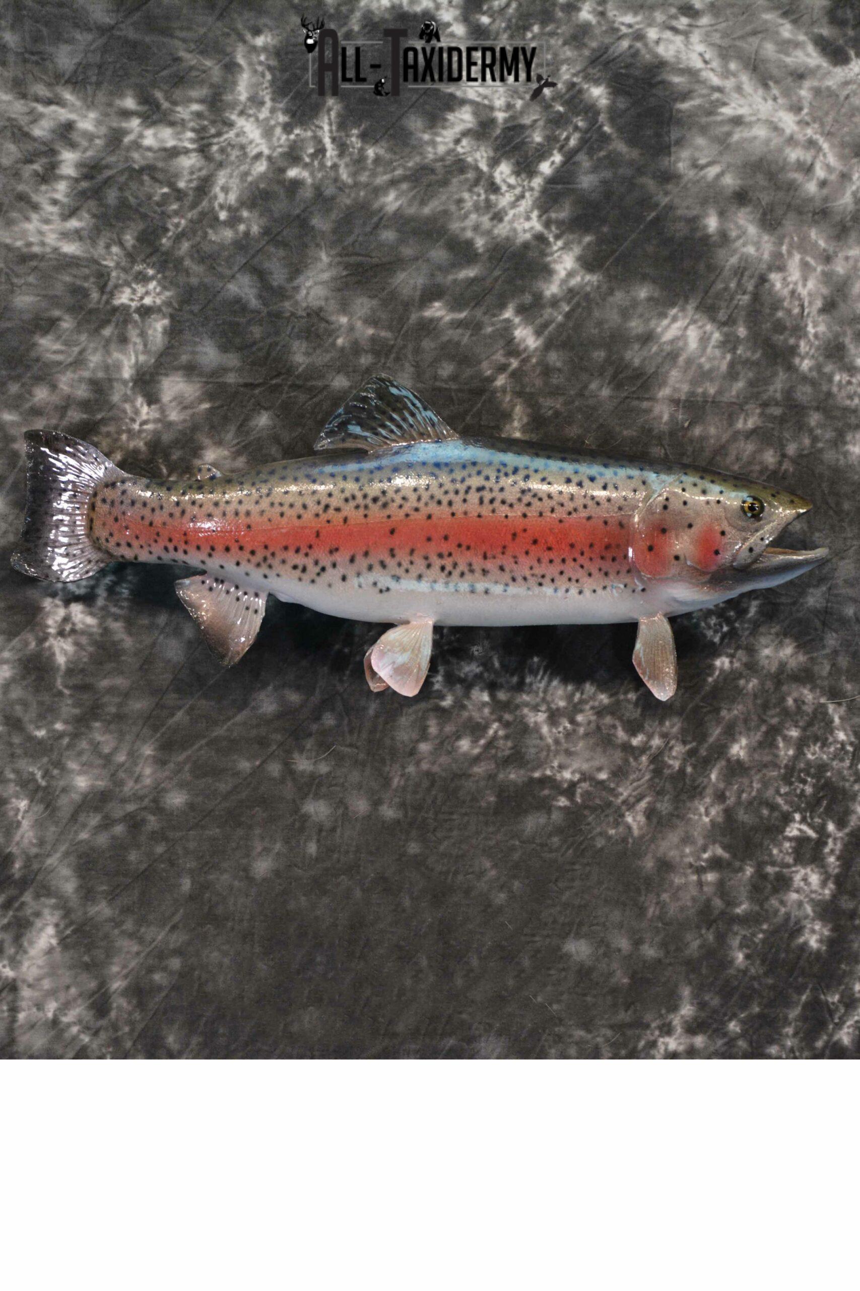 Rainbow Trout Taxidermy for sale SKU 1187